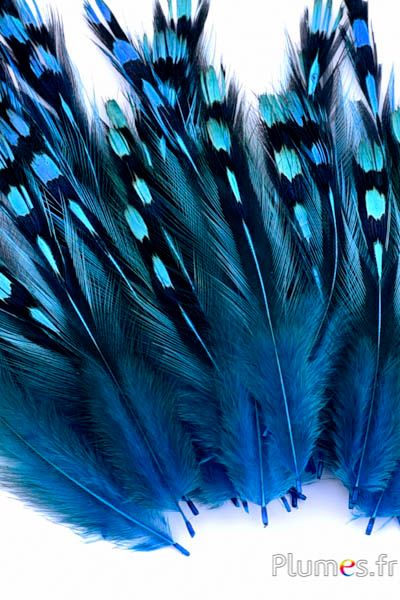 Coq de Sonnerat - 1-3 cm - turquoise